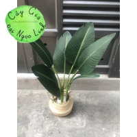 CÂY CHUỐI RẺ QUẠT 80CM 