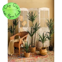CÂY DỨA PHÁT TÀI ( DỨA XANH ) 1M, 1M2, 1M5, 1M8