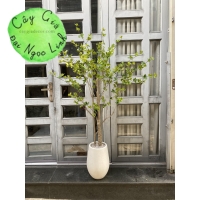 NL27-3 Cây thạch nam 1,6m  