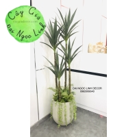 CÂY DỨA PHÁT TÀI ( DỨA XANH ) 1M, 1M2, 1M5, 1M8