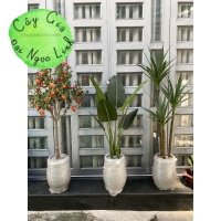 CÂY DỨA PHÁT TÀI ( DỨA XANH ) 1M, 1M2, 1M5, 1M8