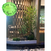 CÂY THẠCH  NAM GIẢ CAO 2M2 NL27-8