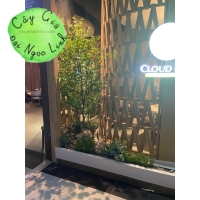 CÂY THẠCH  NAM GIẢ CAO 2M2 NL27-8