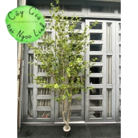 CÂY THẠCH  NAM GIẢ CAO 2M2 NL27-8