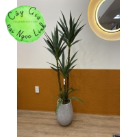 CÂY DỨA PHÁT TÀI ( DỨA XANH ) 1M, 1M2, 1M5, 1M8