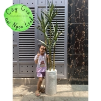 CÂY DỨA PHÁT TÀI ( DỨA XANH ) 1M, 1M2, 1M5, 1M8