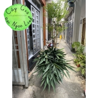 CÂY DỨA PHÁT TÀI ( DỨA XANH ) 1M, 1M2, 1M5, 1M8