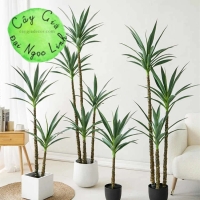 CÂY DỨA PHÁT TÀI ( DỨA XANH ) 1M, 1M2, 1M5, 1M8