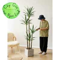 CÂY DỨA PHÁT TÀI ( DỨA XANH ) 1M, 1M2, 1M5, 1M8