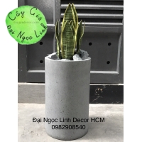 NL21-1 Cây Lưỡi Hổ 40cm 