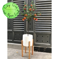 NL10-2 Cây lựu 90 cm  