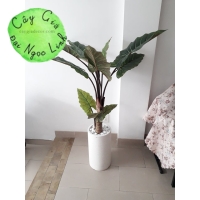 NL14-1 Cây đại môn 1,3m