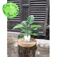 Cây trầu bà 30cm 