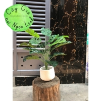 Cây trầu bà 70cm 