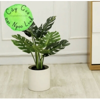 Cây trầu bà nam mỹ 60cm