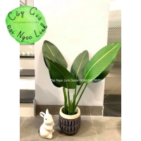 CÂY CHUỐI RẺ QUẠT 80CM 