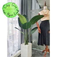 CÂY CHUỐI RẺ QUẠT 1.2M 