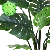 NL30-8 Cây trầu bà lá xẻ 1,2m