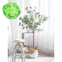 Cây bạch đàn 1,7m NL1-4 