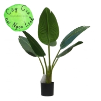 CÂY CHUỐI RẺ QUẠT 80CM 