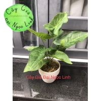 CÂY MINI ĐỂ BÀN NL300-3