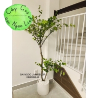 CÂY THẠCH NAM GIẢ 1M6 NL27-5