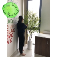 CÂY NAM THIÊN TRÚC GIẢ NL22-1