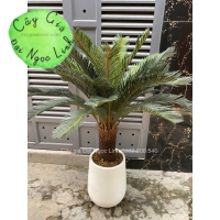 Cây vạn tuế 1,2m -NL29-1  