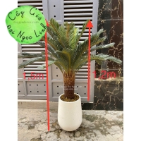 Cây vạn tuế 1,2m -NL29-1  