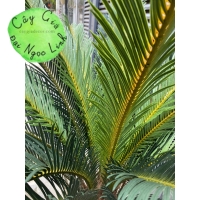 Cây vạn tuế 1,2m -NL29-1  