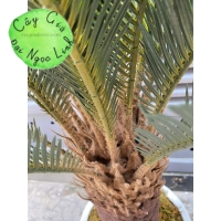 Cây vạn tuế 1,2m -NL29-1  