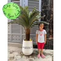 Cây vạn tuế 1,2m -NL29-1  