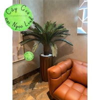 Cây vạn tuế 1,2m -NL29-1  