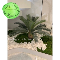 cây vạn tuế trang trí văn phòng nl29-2