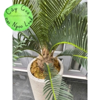 cây vạn tuế trang trí văn phòng nl29-2