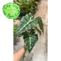 CHẬU CÂY MÔN QUAN ÂM ĐỂ BÀN NL300-8