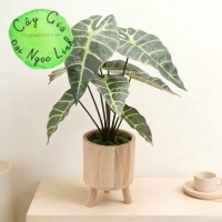CHẬU CÂY MÔN QUAN ÂM ĐỂ BÀN NL300-8