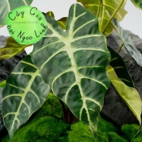 CHẬU CÂY MÔN QUAN ÂM ĐỂ BÀN NL300-8