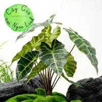 CHẬU CÂY MÔN QUAN ÂM ĐỂ BÀN NL300-8