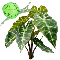 CHẬU CÂY MÔN QUAN ÂM ĐỂ BÀN NL300-8