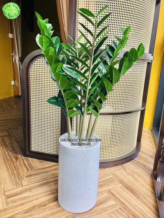 NL19-1 Cây kim tiền 90cm  