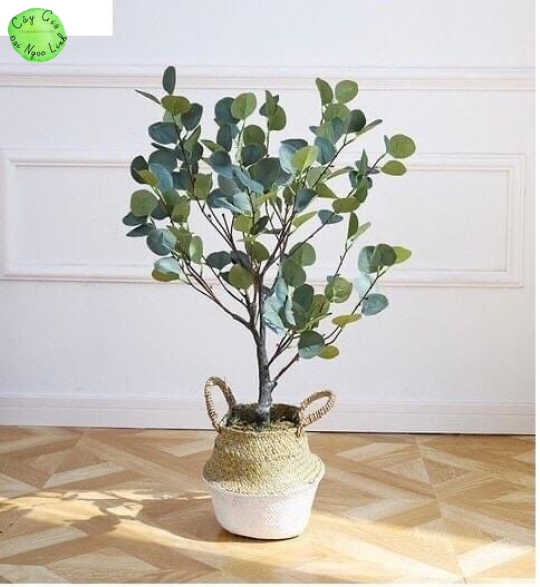 Cây bạch đàn giả cao 80cm NL1-1