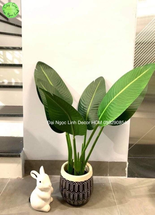 CÂY CHUỐI RẺ QUẠT 80CM 