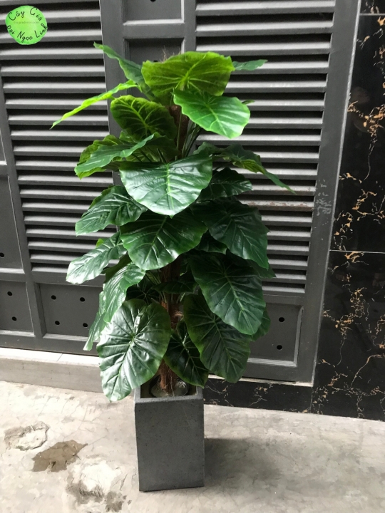NL30-12 Cây trầu bà cột 1,2m 