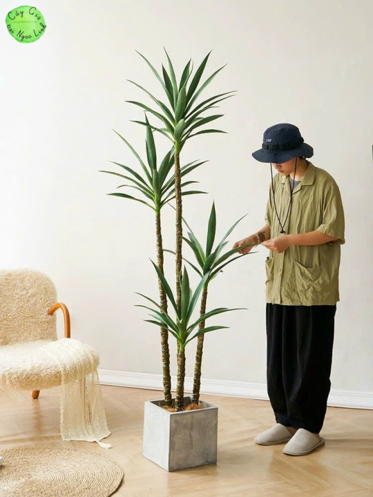 CÂY DỨA PHÁT TÀI ( DỨA XANH ) 1M, 1M2, 1M5, 1M8