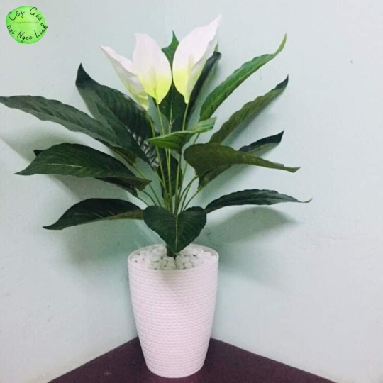 NL20-1 Cây lan ý 70cm  