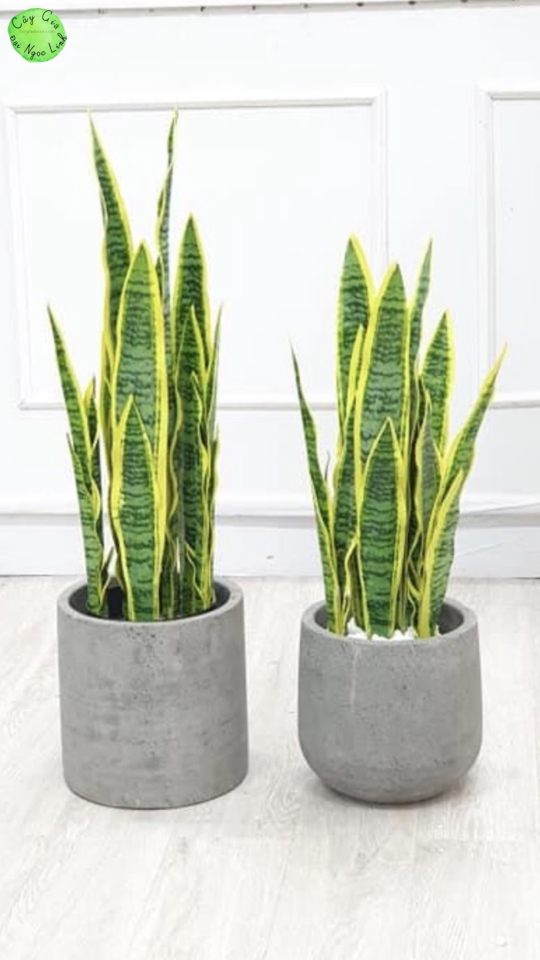  NL21-3 Cây Lưỡi Hổ 80cm 