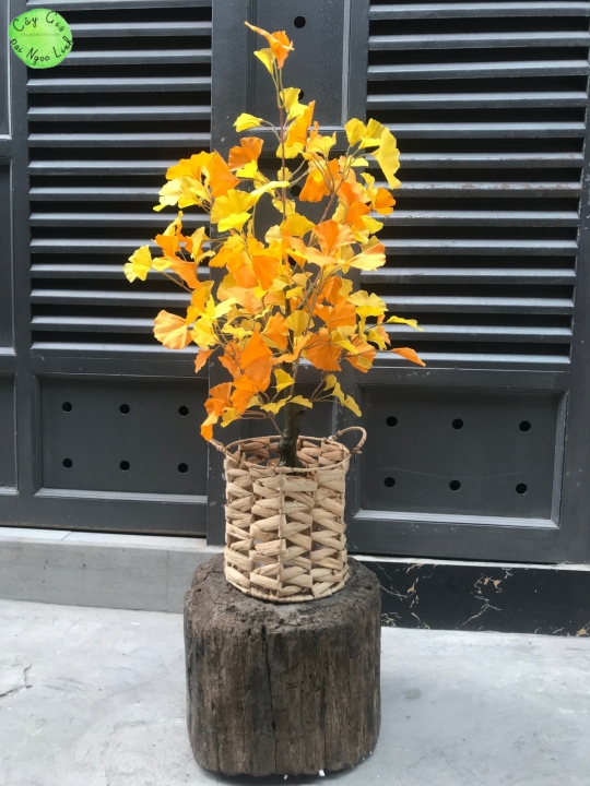 NL23-3 Cây ngân hạnh 70 cm