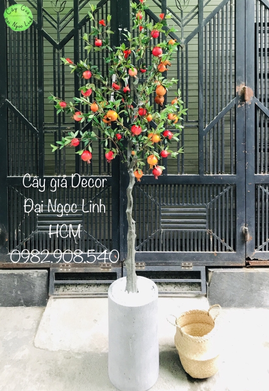 NL10-6 Cây lựu 1,6 m  