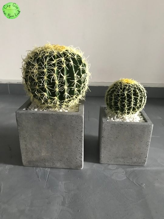 NL100-7 Xương rồng quả 27cm 